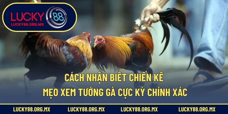 Cách nhận biết chiến kê