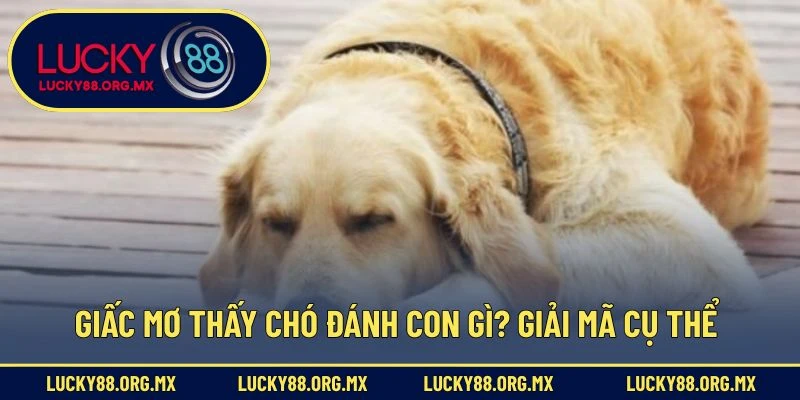 Giấc mơ thấy chó đánh con gì? - Giải mã cụ thể 