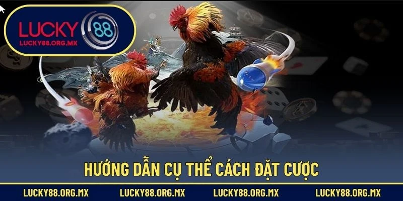 Đá Gà Lucky88 Hướng dẫn cụ thể cách đặt cược