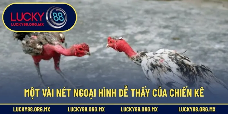 Cách Nhận Biết Chiến Kê - Mẹo Xem Tướng Gà Cực Kỳ Chính Xác Một vài nét ngoại hình dễ thấy của chiến kê