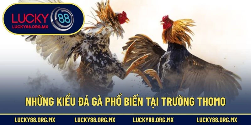 Địa Chỉ Trường Gà Thomo – Thánh Địa Đá Gà Nổi Tiếng Nhất Những kiểu đá gà phổ biến tại trường Thomo