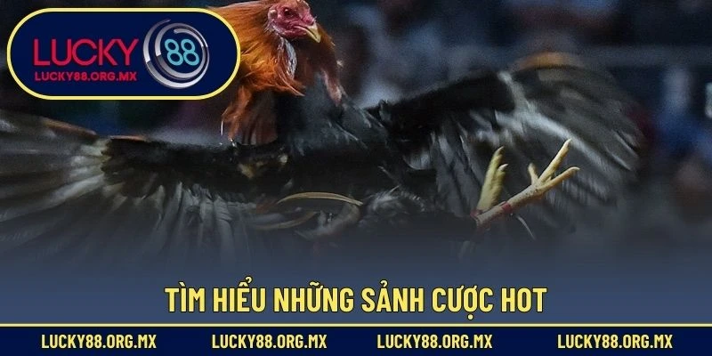 Đá Gà Lucky88 Tìm hiểu những sảnh cược hot