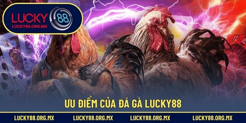 Đá Gà Lucky88 Ưu điểm của đá gà Lucky88